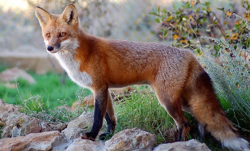 red fox