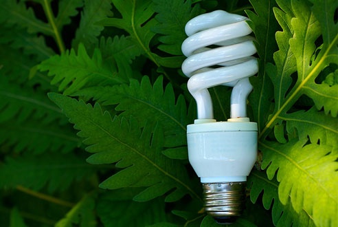 CFL bulb in greenery