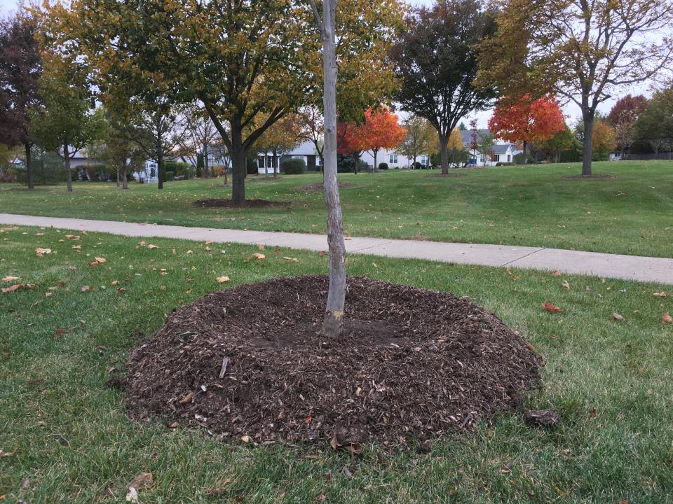 Proper Way to Mulch