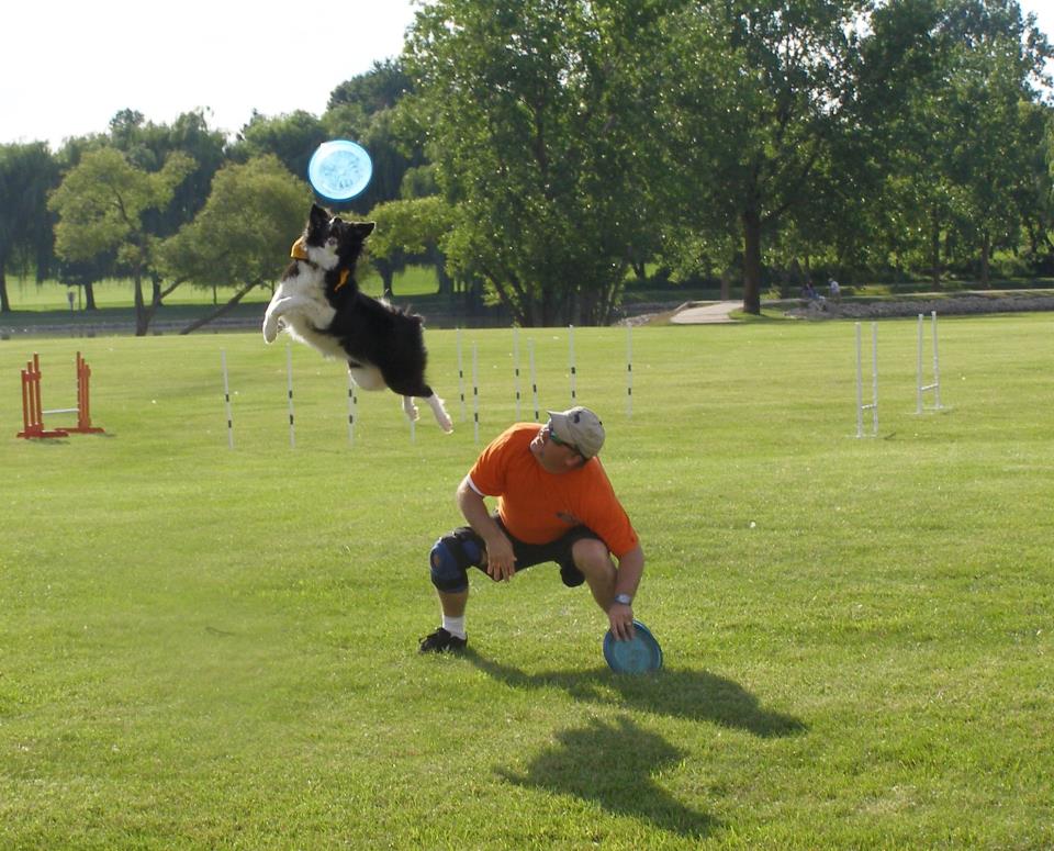 frisbee dog