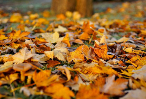 fall leaf pile