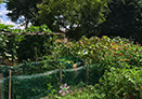 Garden-Plot-Thumbnail