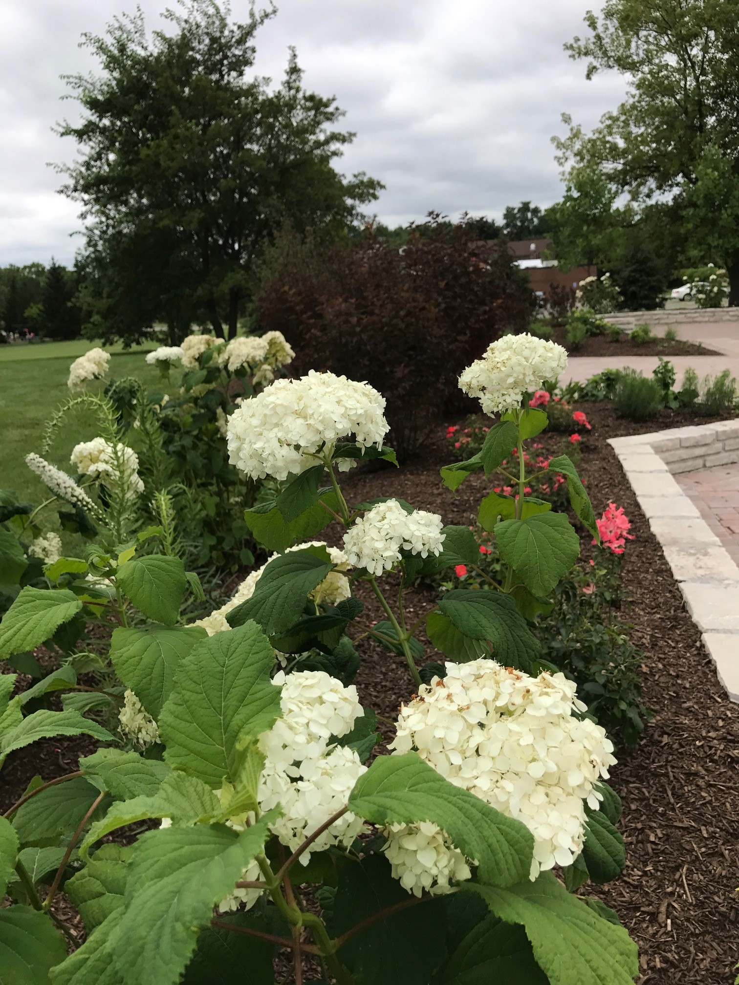 CAC Flowers